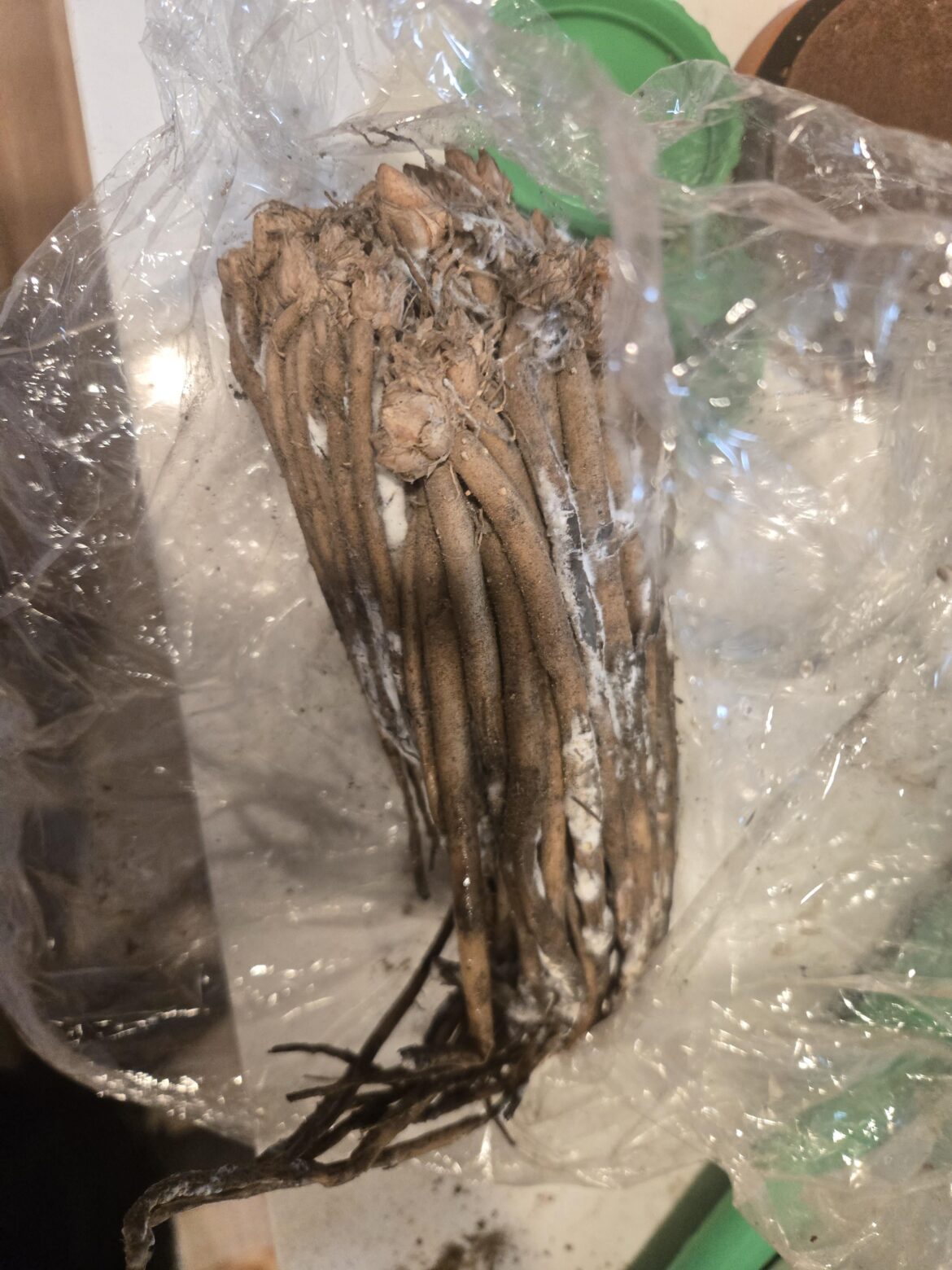 Growers says mold is harmless on bare root asparagus, accurate?