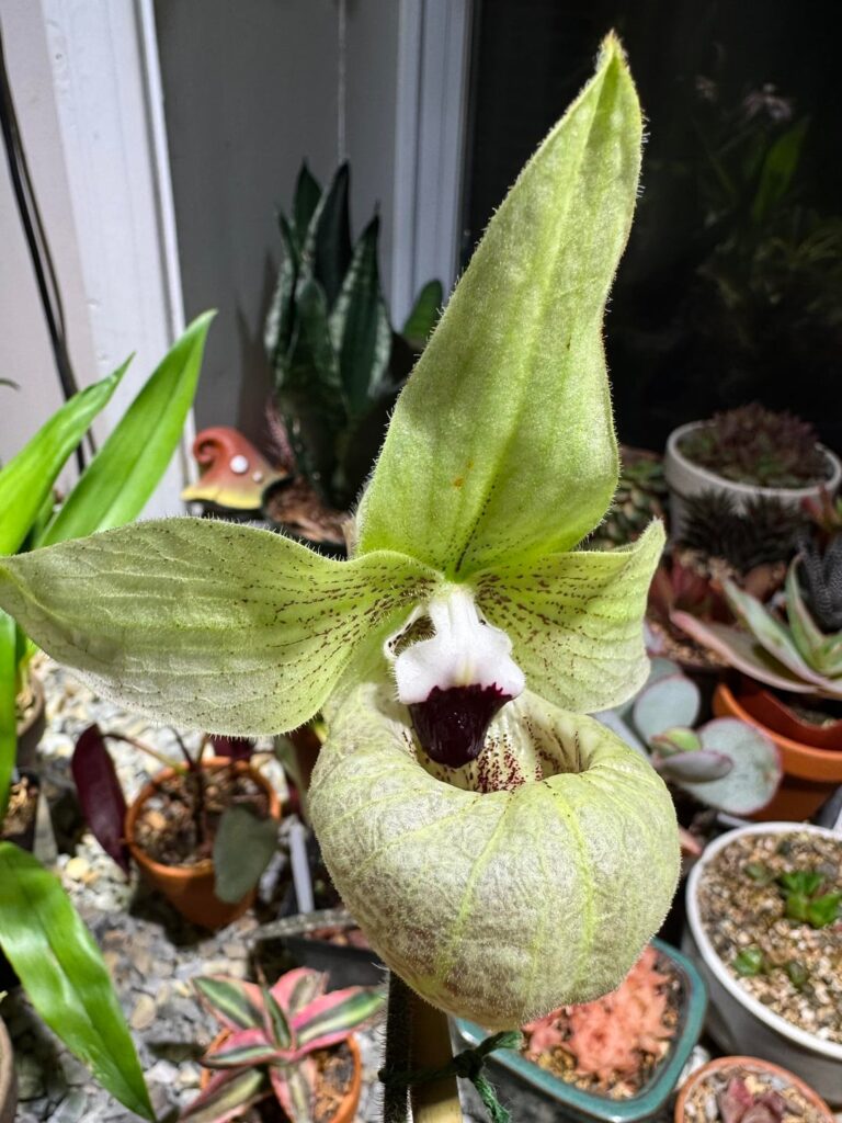 Paphiopedilum malipoense x Paph. ‘Stipe Shimizu’ (fanaticum x malipoense)