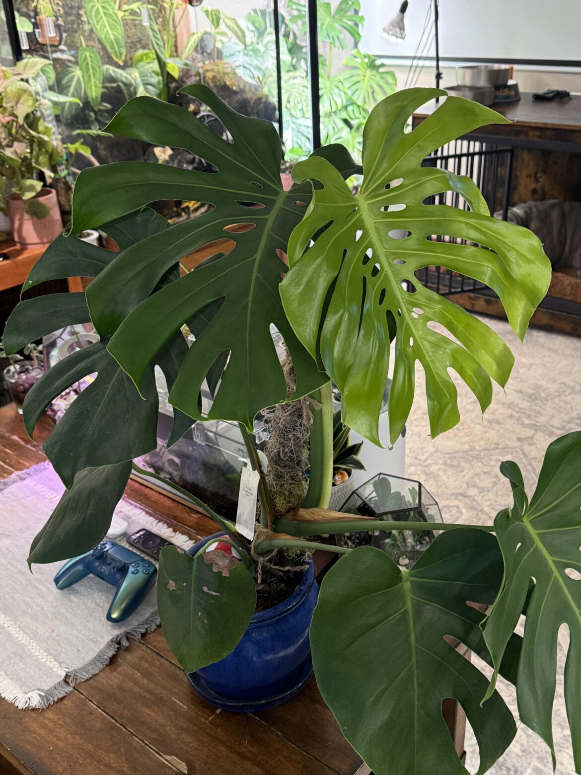 🫡 Still rocking her baby leaves.