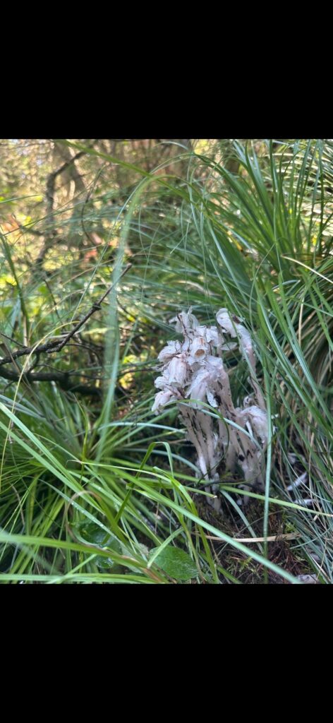 Monotropa Uniflora (ghost pipe) Monotropa Uniflora (ghost pipe)