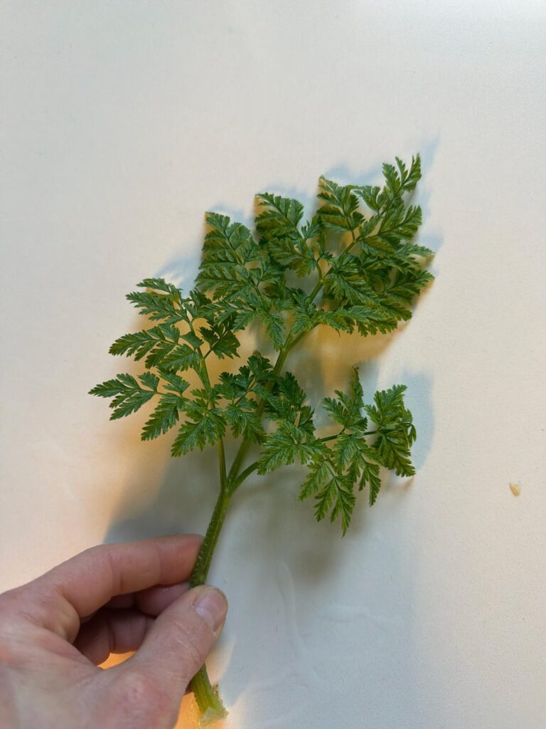 My daughter picked this plant while playing at the creek and asked me to prop it. Google says it's hemlock..??