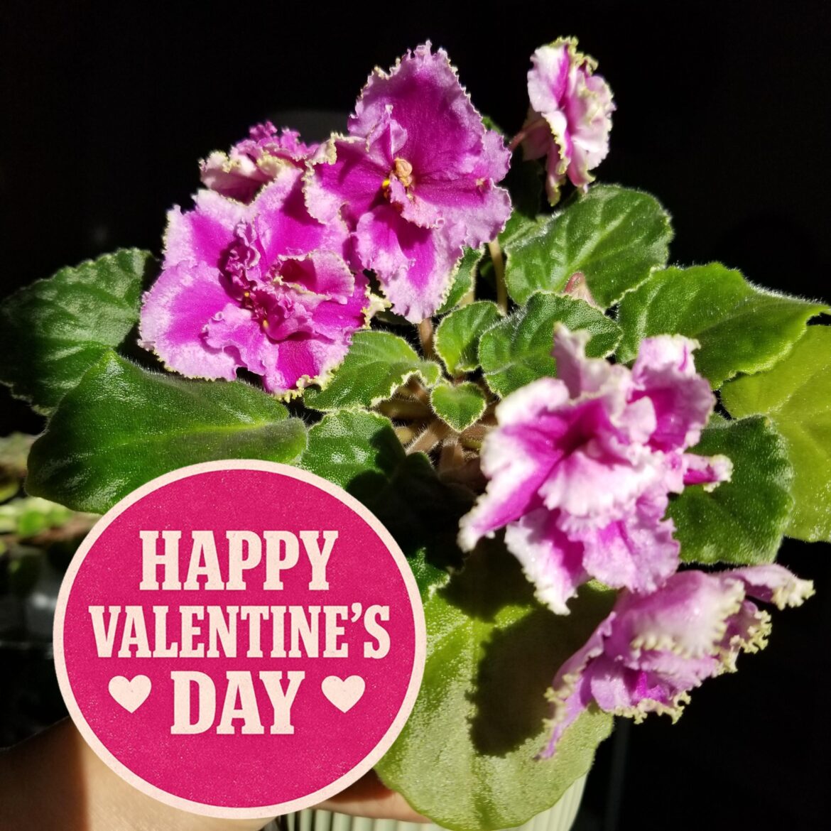 ❣Happy Valentines! Everyone❣