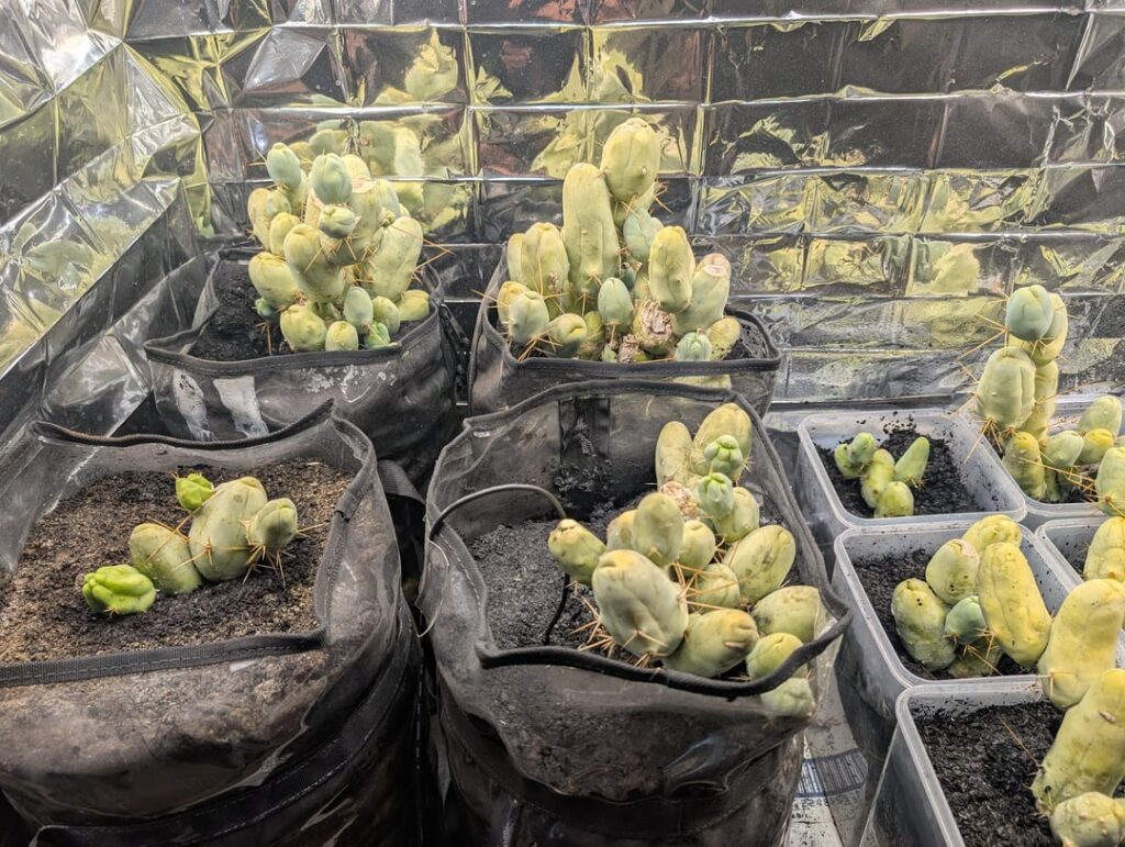 Big Secret inside. TBM fam pupdate. This setup gets watered about every 6 weeks. 9 gallons of water. Happy and easy. Roots hit 18" in 9 months.  AMA