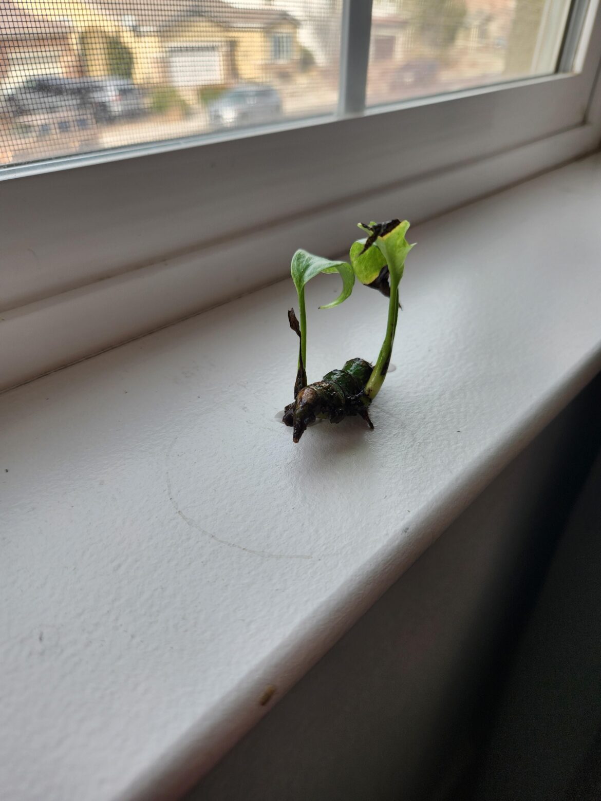 Prop help!