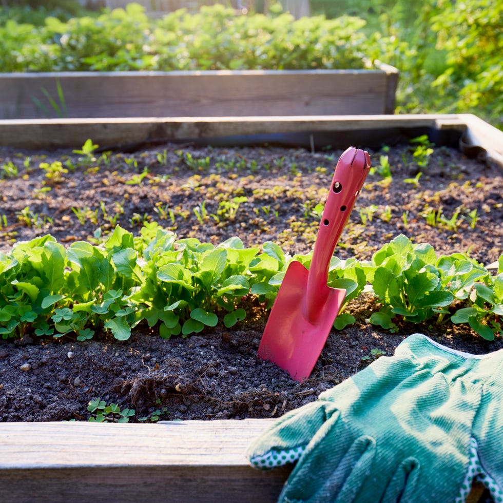 raised bed with a row of radishes, shovel and garden gloves raised bed with a row of radishes, shovel and garden gloves
