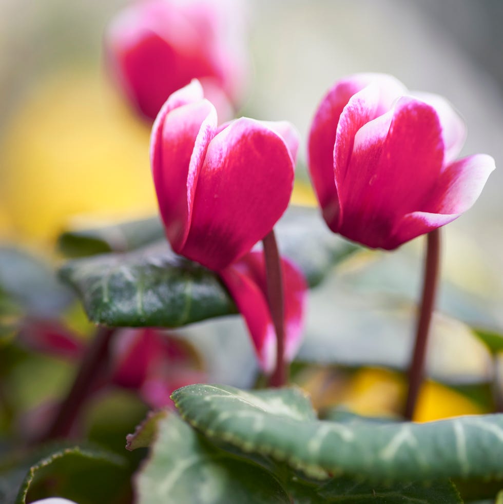 Cyclamen cyclamen