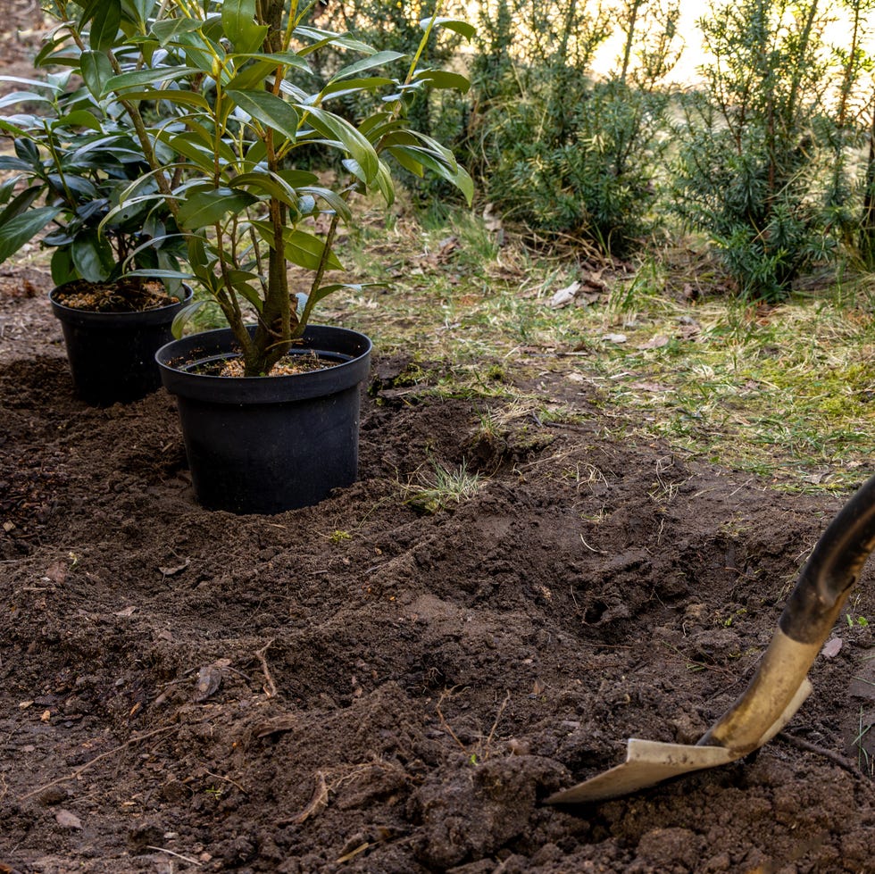 preparing the ground for planting new cherry bushes, digging in the ground, tidying up the garden in spring laurel cherry, laurel cherry preparing the ground for planting new cherry bushes, digging in the ground, tidying up the garden in spring laurel cherry, laurel cherry