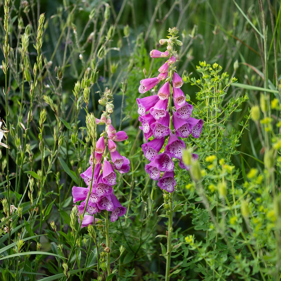 Closeup of blooming foxglove flowers among green foliage closeup of blooming foxglove flowers among green foliage