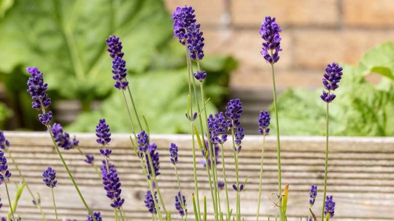 Closeup of lavender blooms in a raised garden