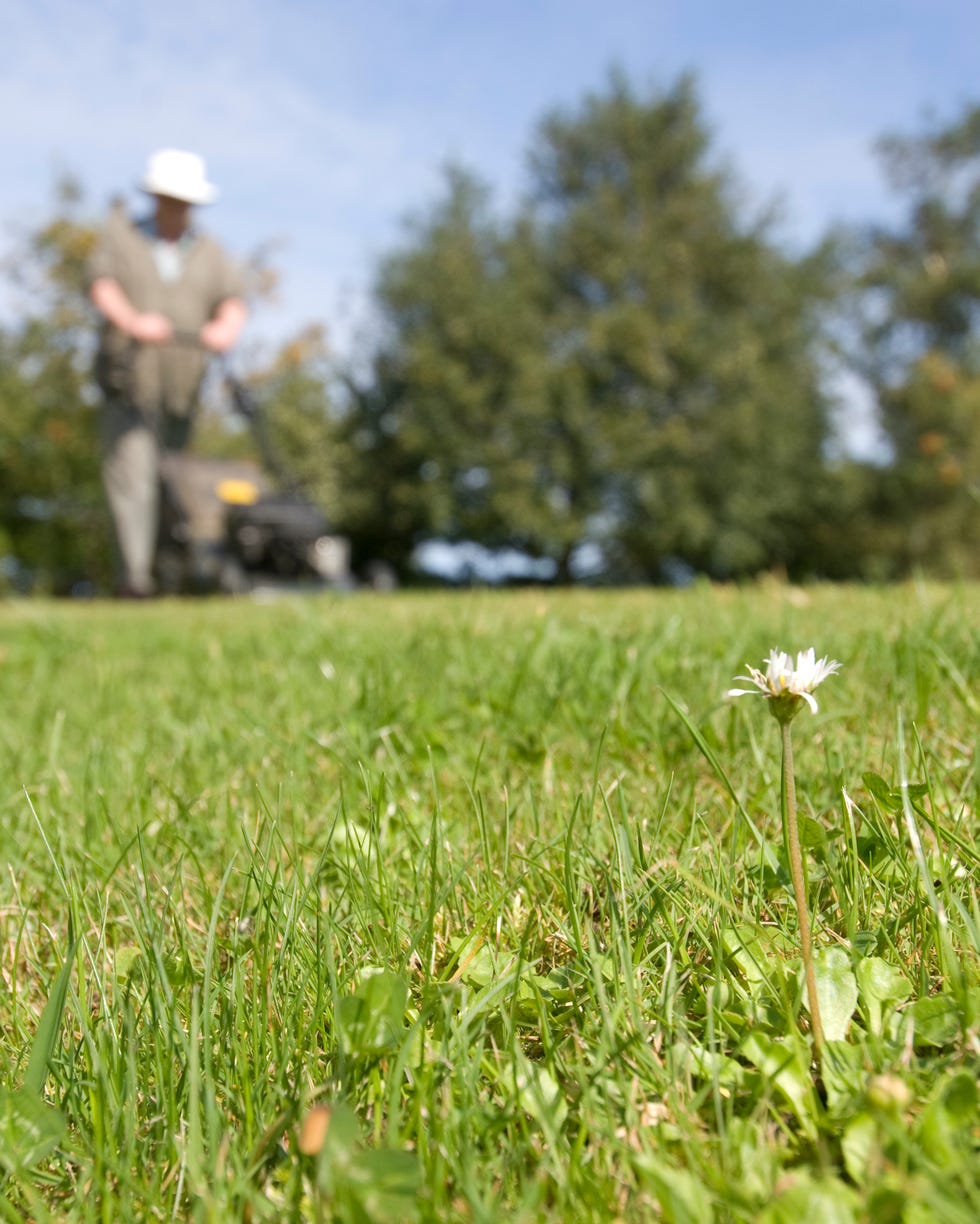 grass mowing low level view from lawn uk
