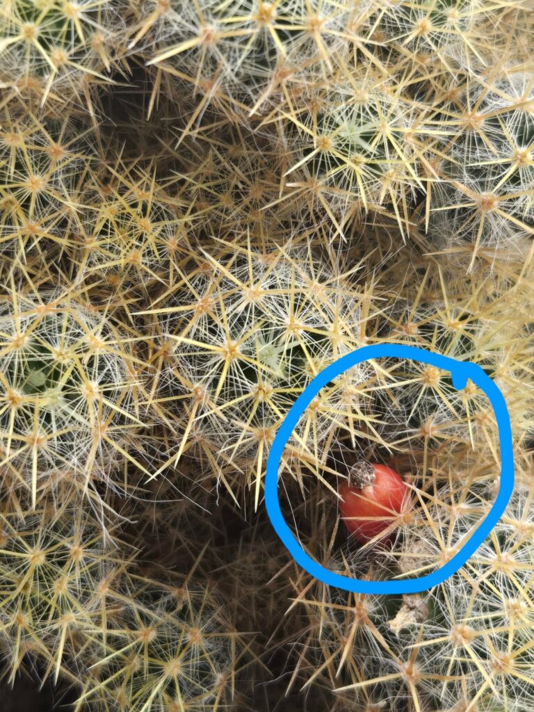 What is the red thing