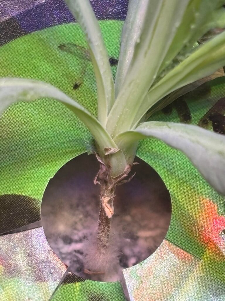 What is this white fuzzy stuff? What is this white fuzzy stuff?