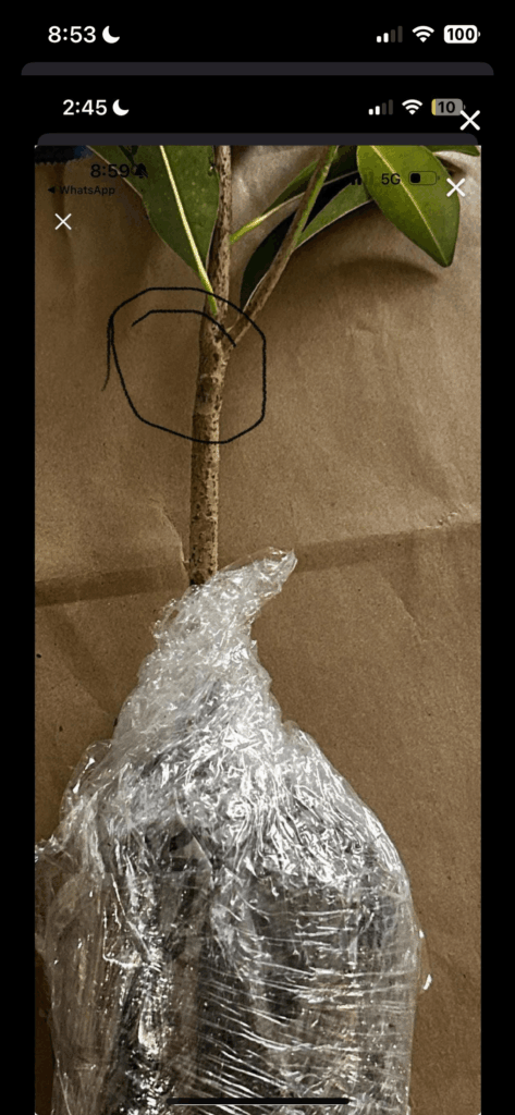 Does this look grafted?