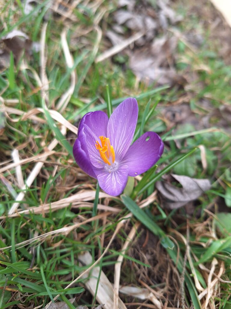 Almost Crocus Season