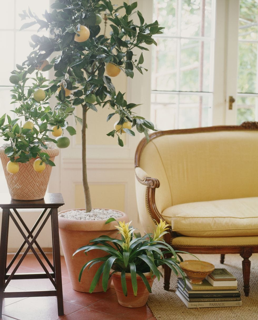 best aesthetic plants lemon tree