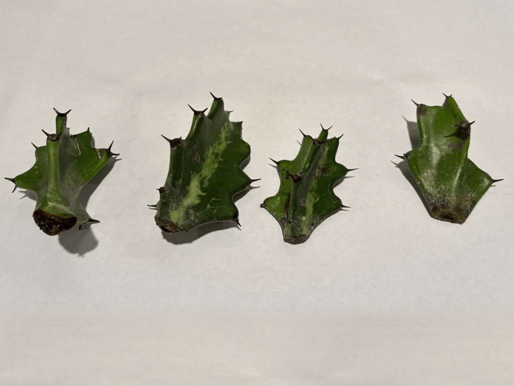 I’ve been trying to get these euphorbia cuttings to root, but I messed up. Suggestions? I've been trying to get these euphorbia cuttings to root, but I messed up. Suggestions?