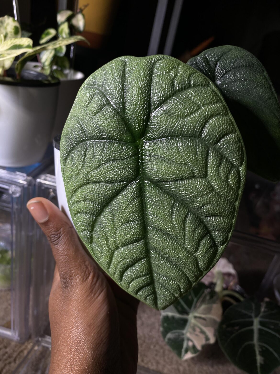 New Alocasia Melo Leaf
