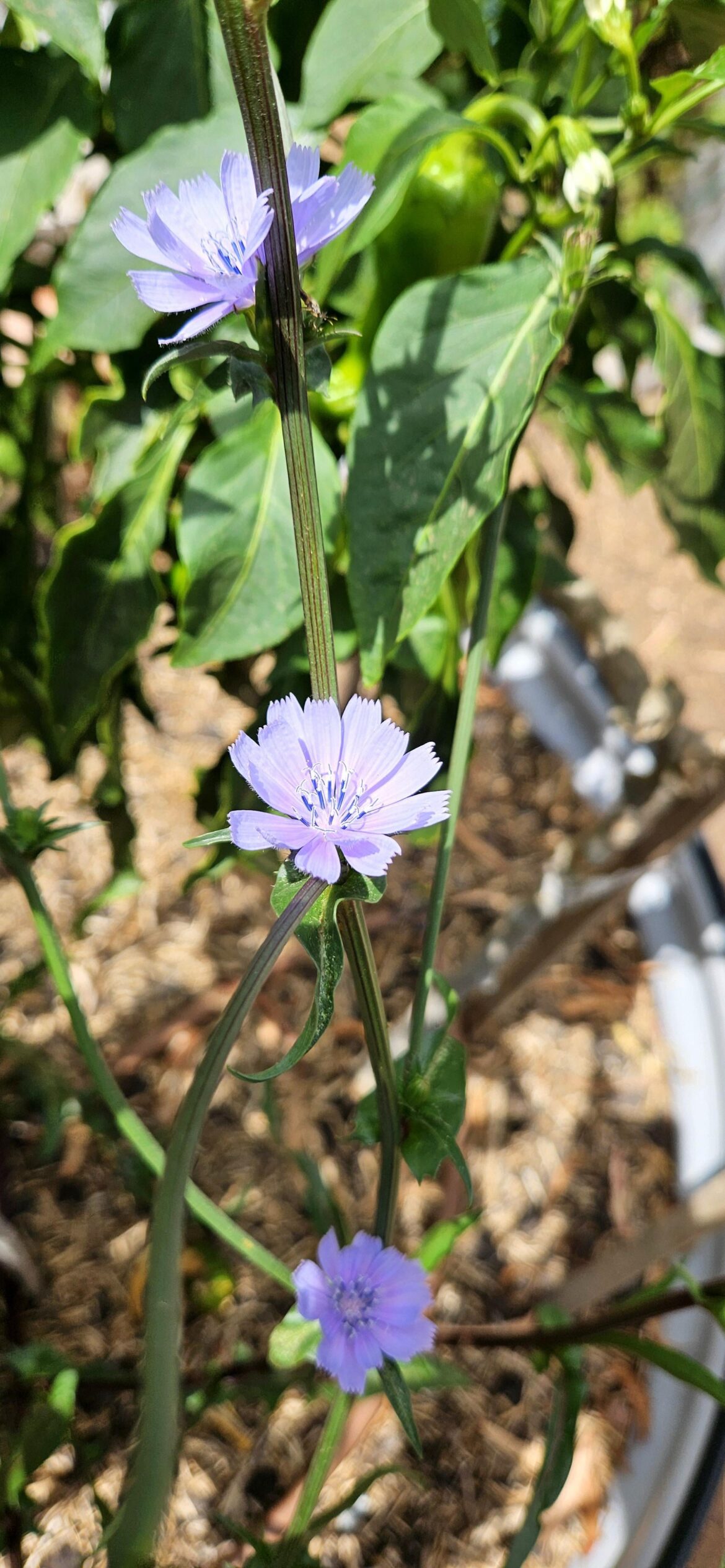 Chicory Flowers 🥰
