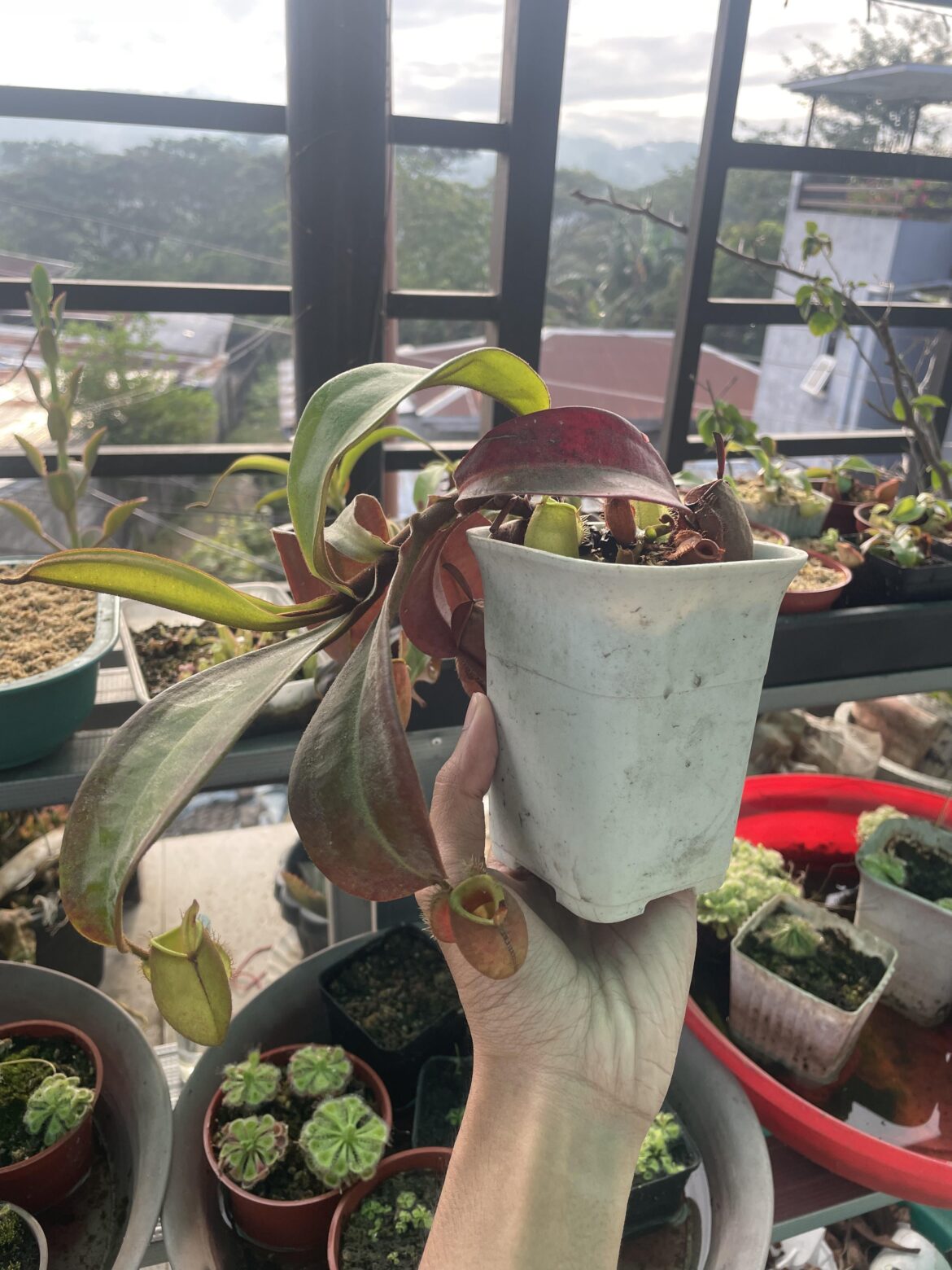 Should I put a support for it to grow vertically?