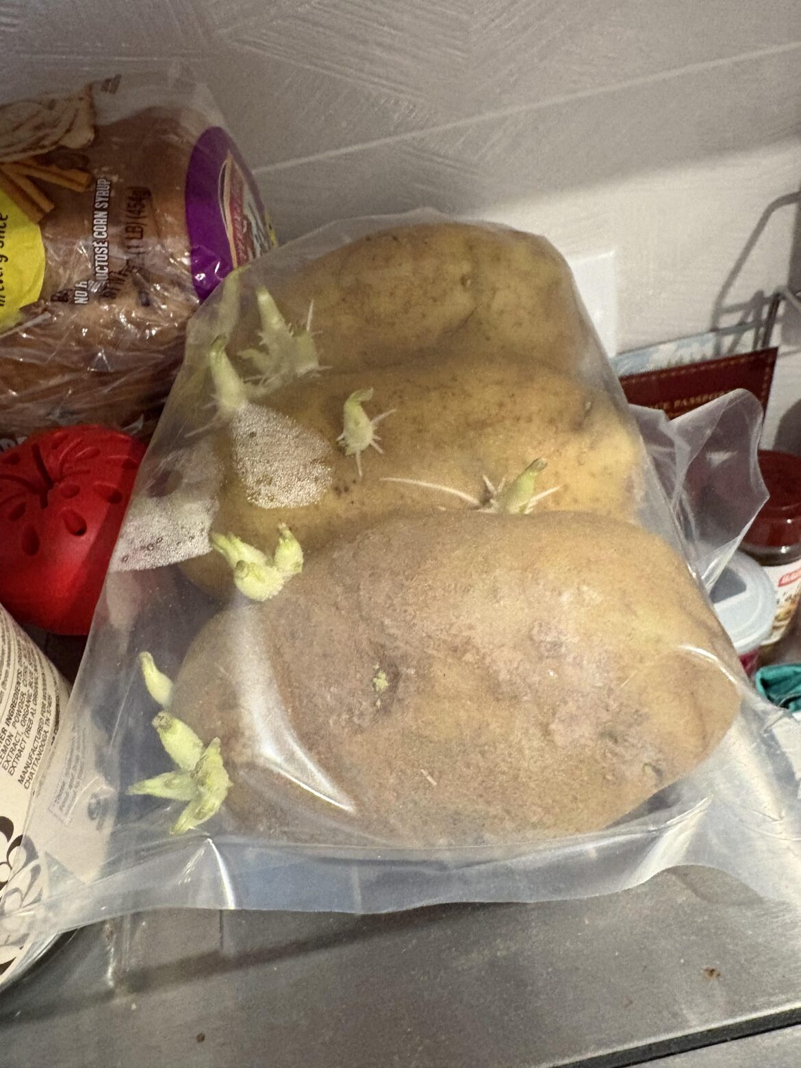 What to do with sprouted potatoes in the winter? What to do with sprouted potatoes in the winter?