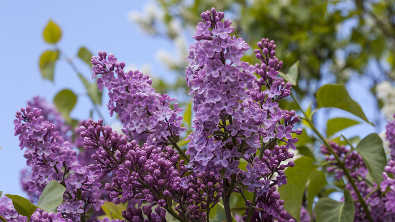 Purple lilacs blooming in spring.