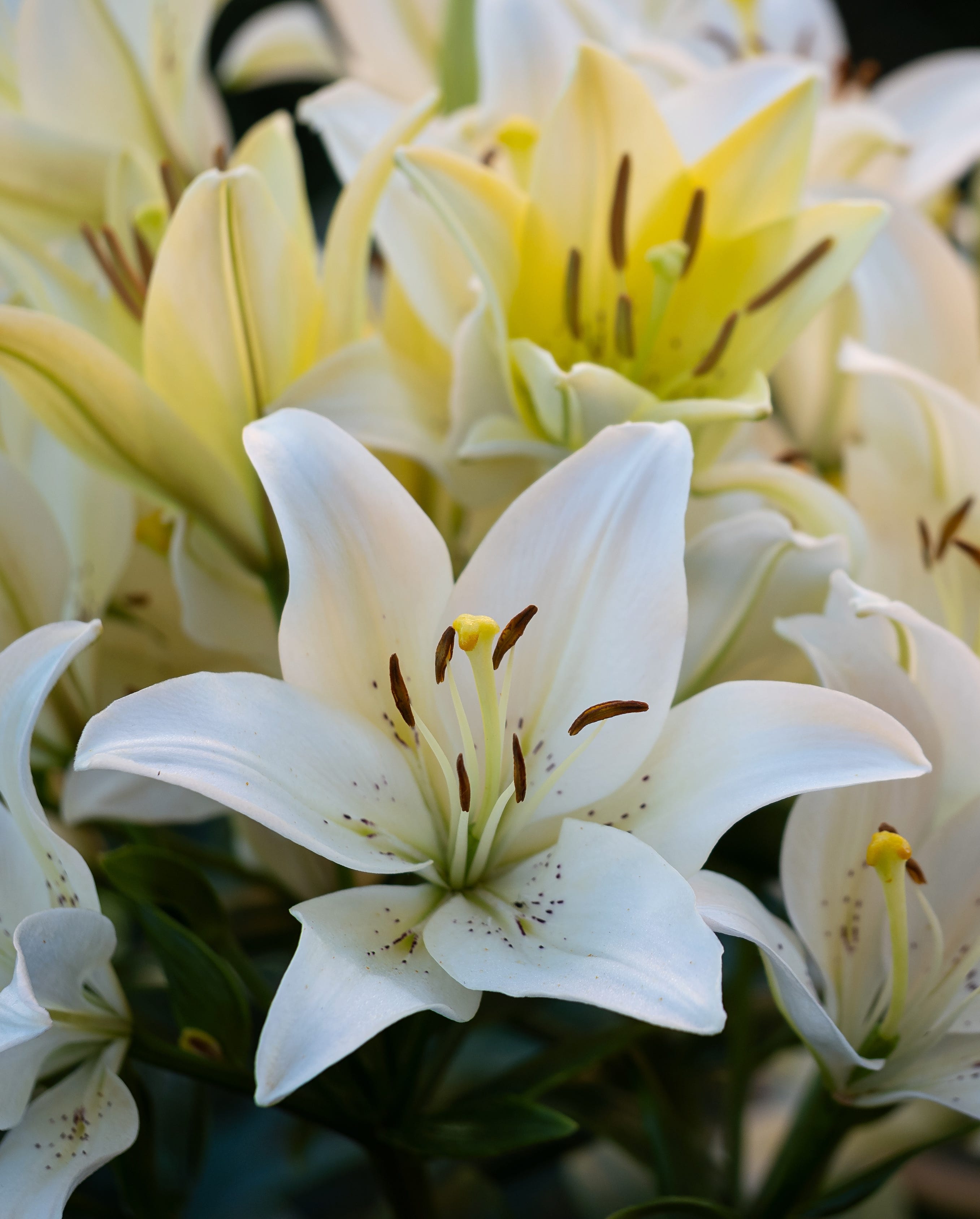 lilies