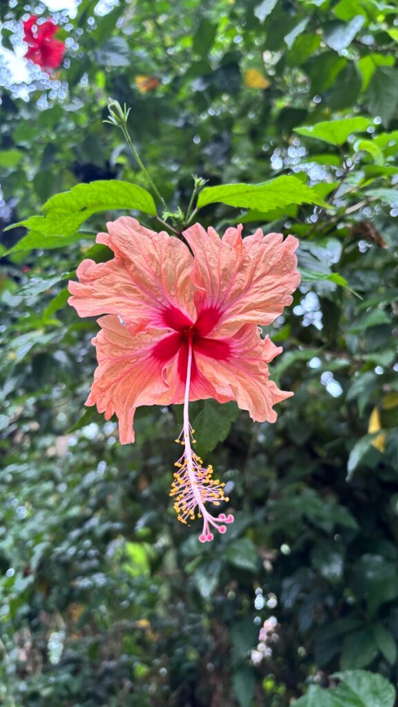 Flores