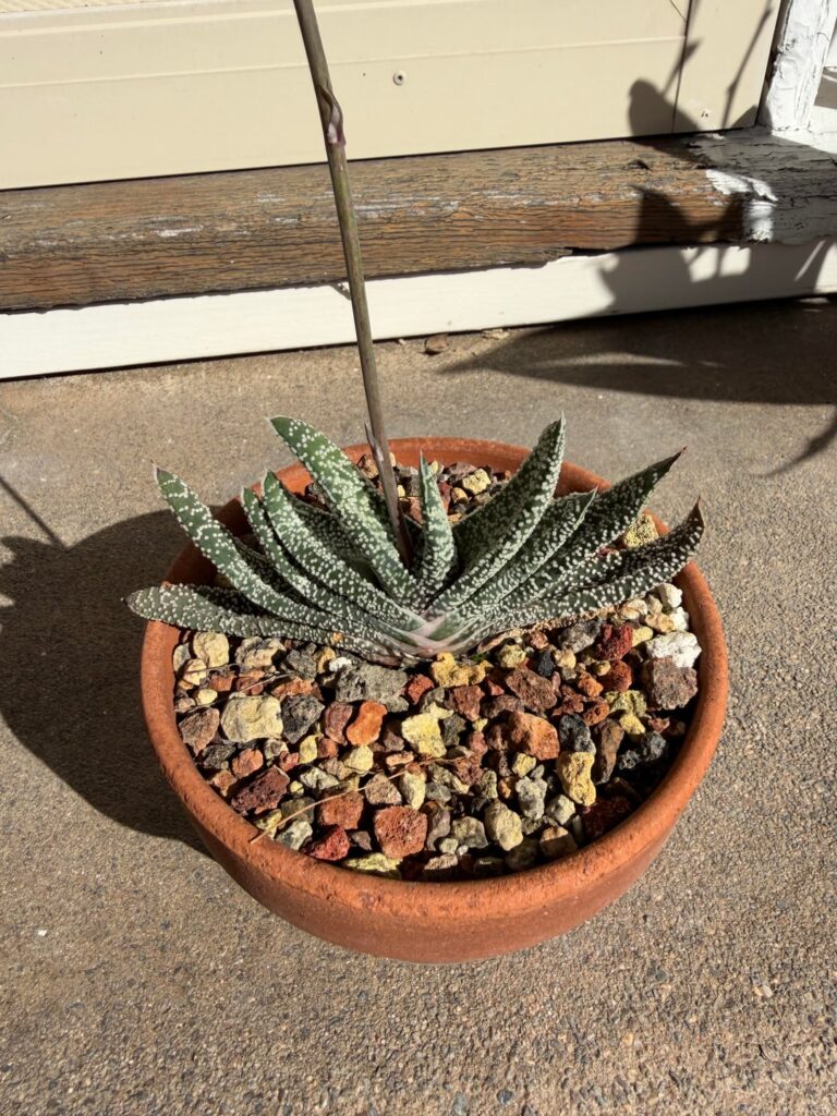 Blooming Gasteria