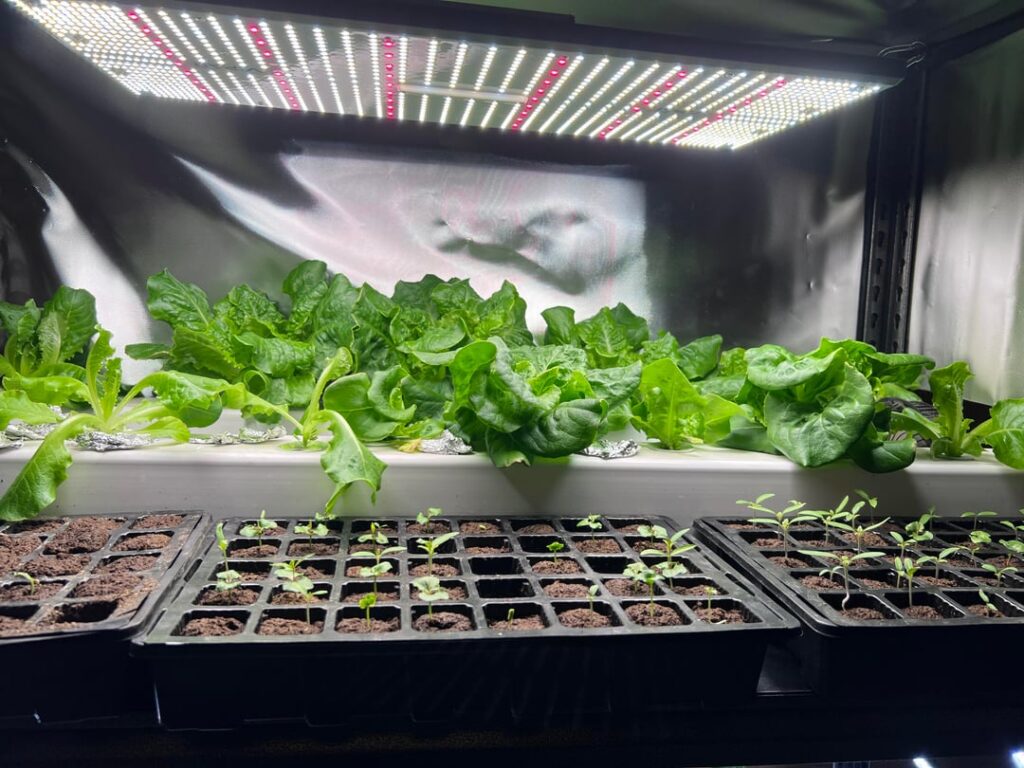 Root rot or just shock from changing the water?