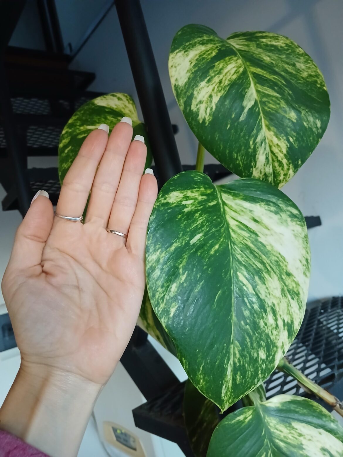 I've never had such big leaves before!! 🤩🤗