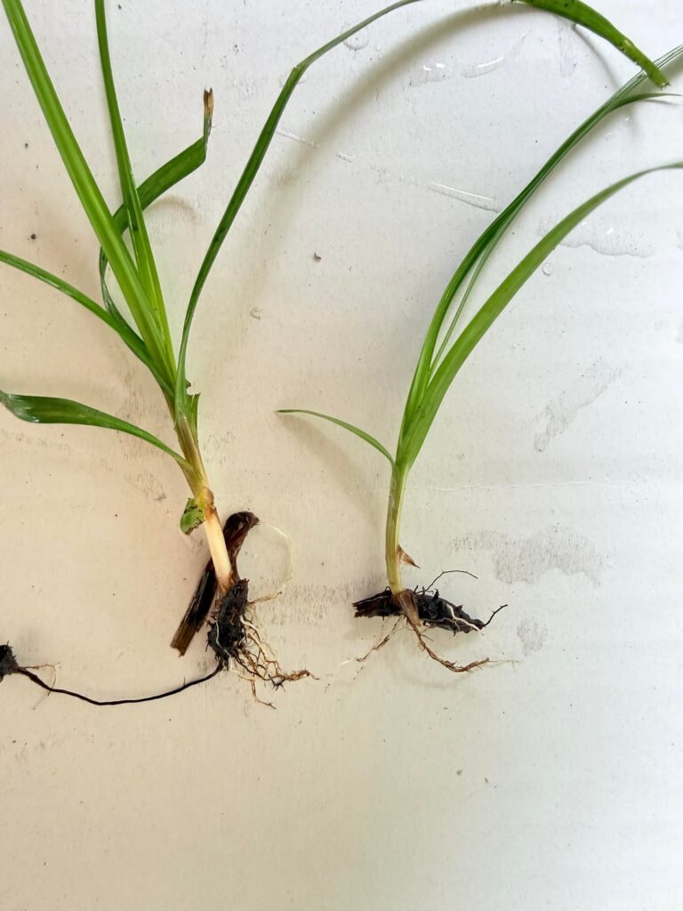 Identifying weed and advice with Bermuda