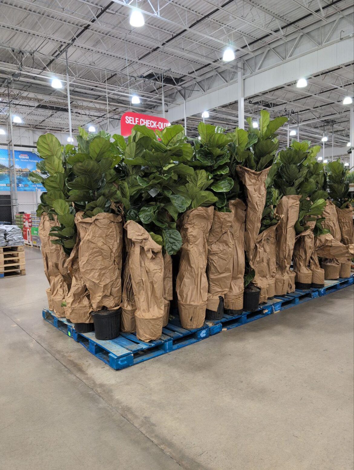 Costco had some huge fiddles