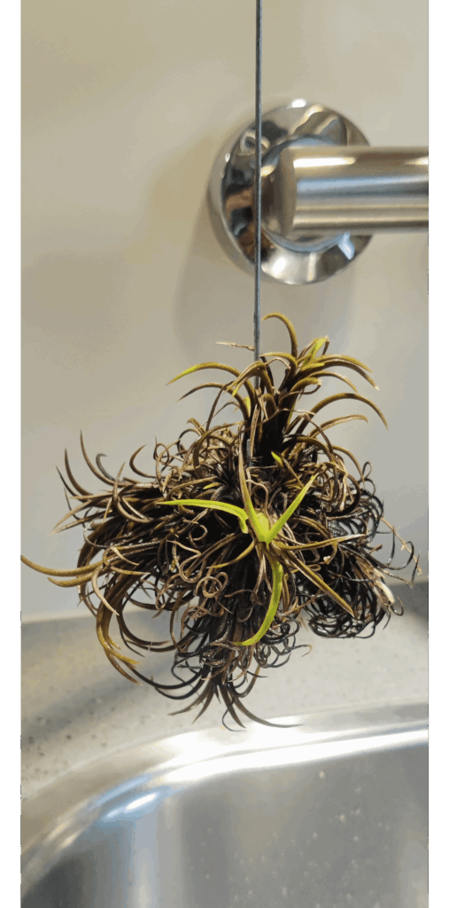 Forgot to water my airplant for months.. :( any chance it will recover?