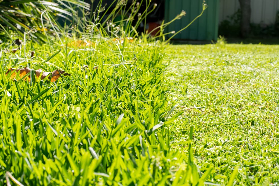 grass cut with lawn mower. half of the grass trimmed and half is still long. fresh cut backyard
