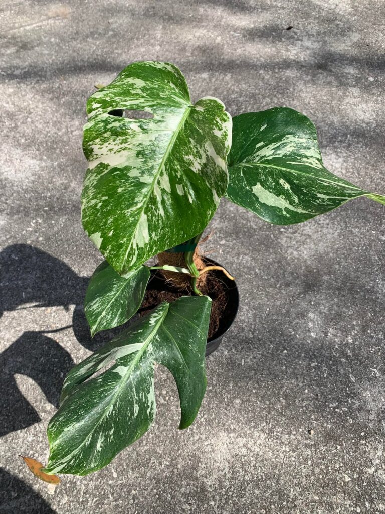 Would you pay $99 for this? (One year later)