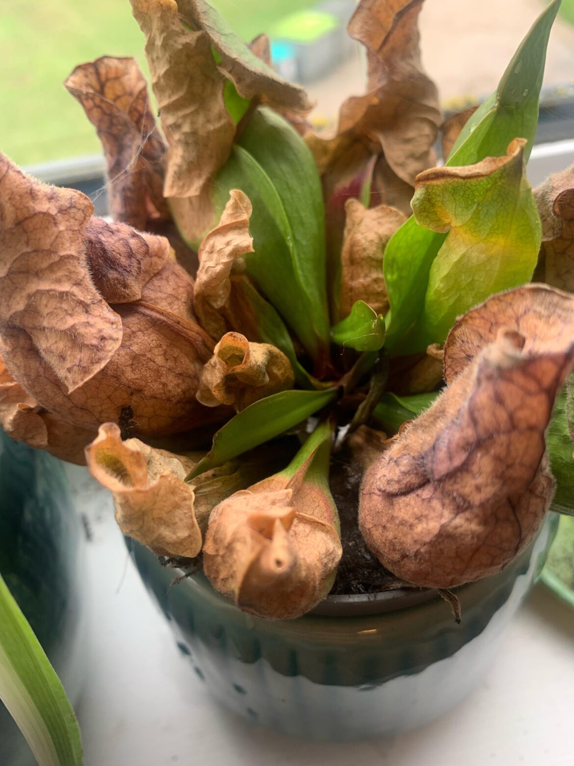 Is my pitcher plant done for?