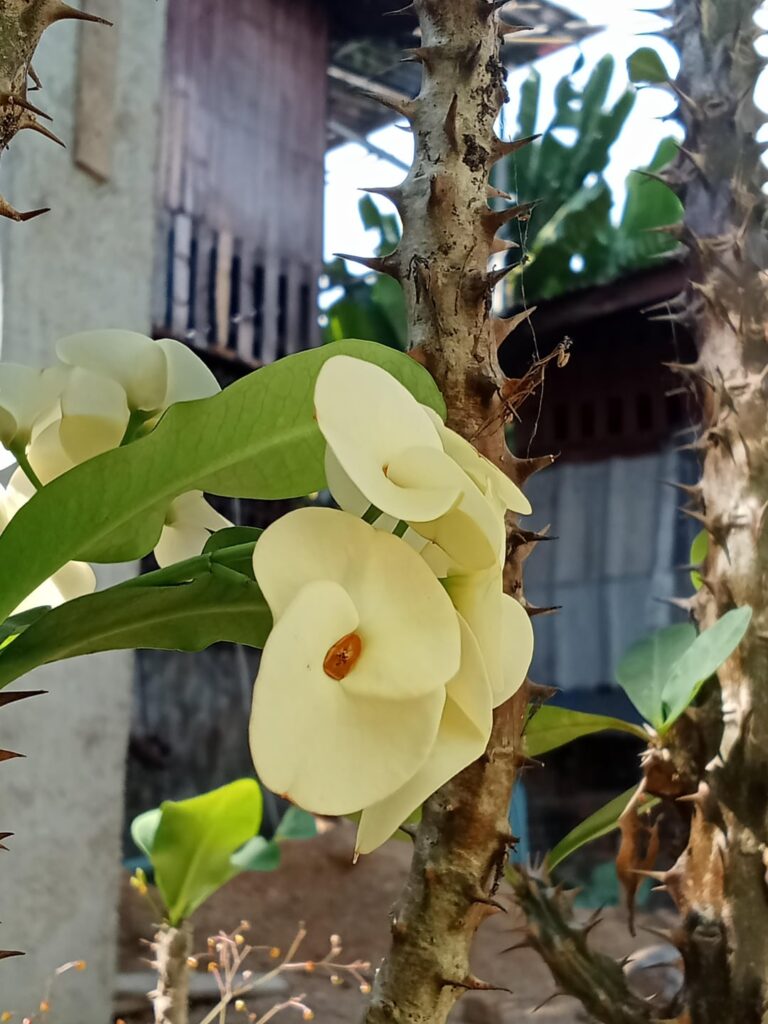 Crown-of-thorns Flowers