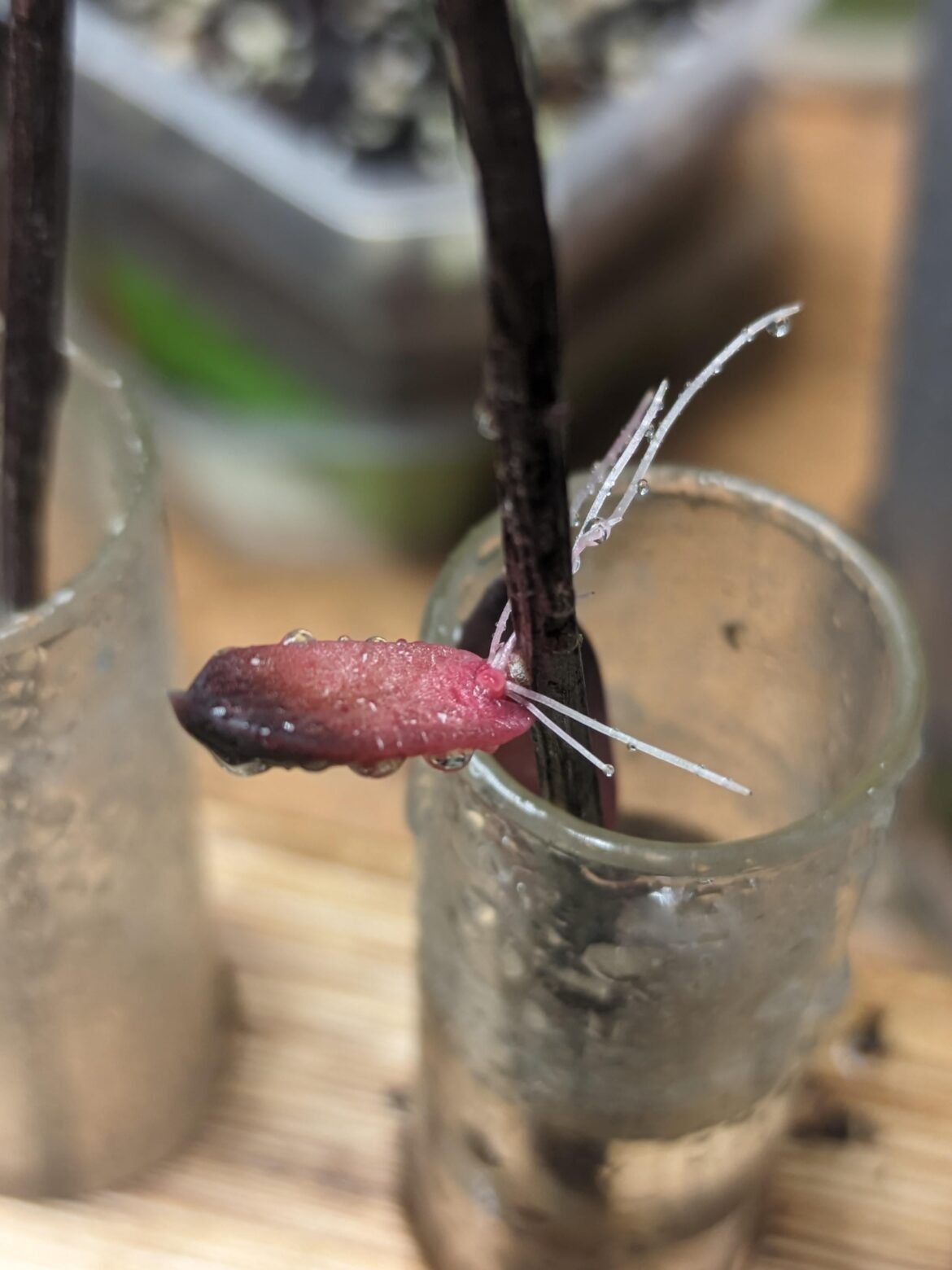 This cut off flower stalk leaf  ...