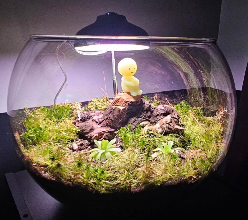 Carnivorous Terrarium
