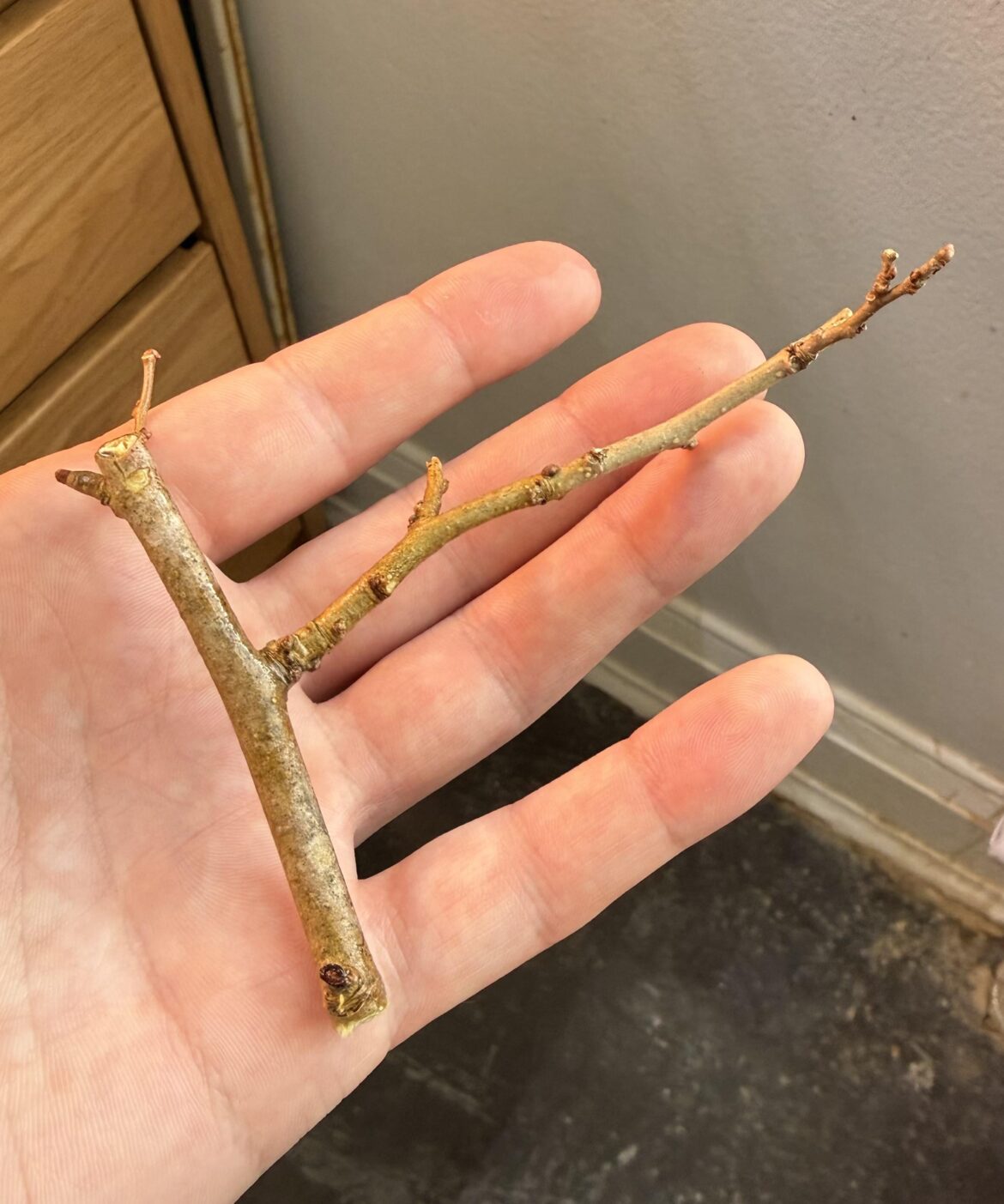 Red Mulberry cutting