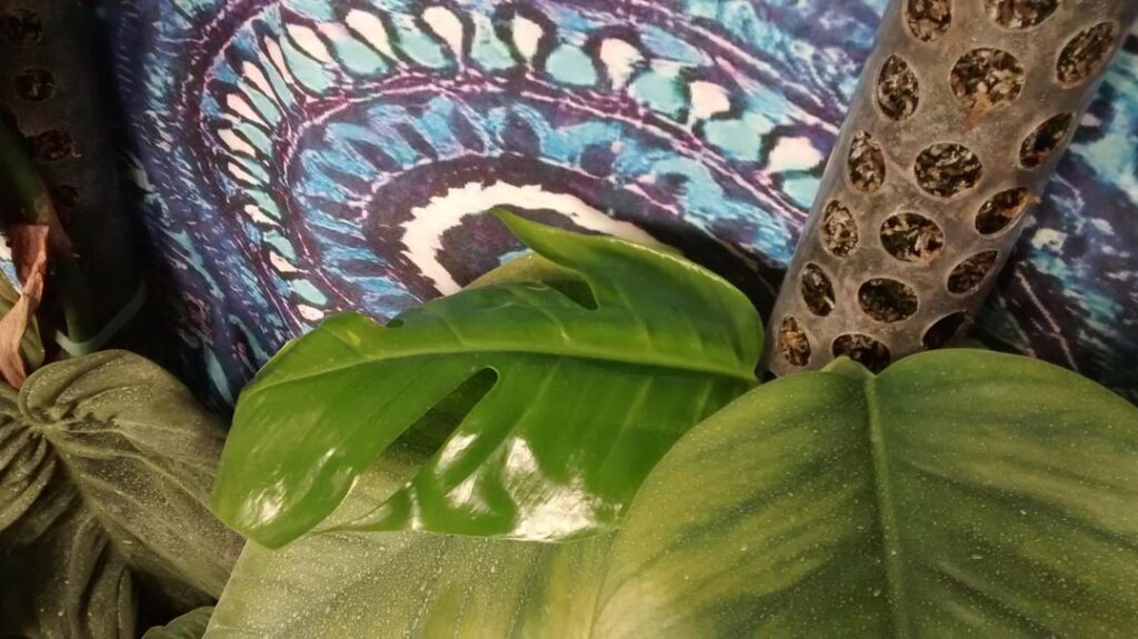 Epipremnum pinnatum's 1st fenestration, out and now expanding :D