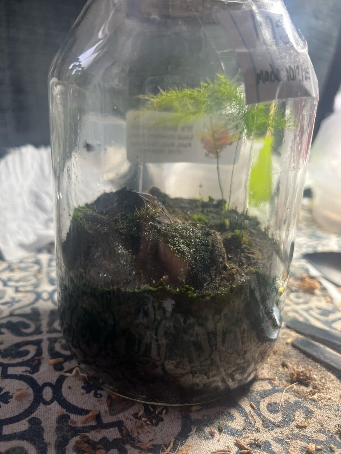 First jar terrarium made half a year ago added new moss to it