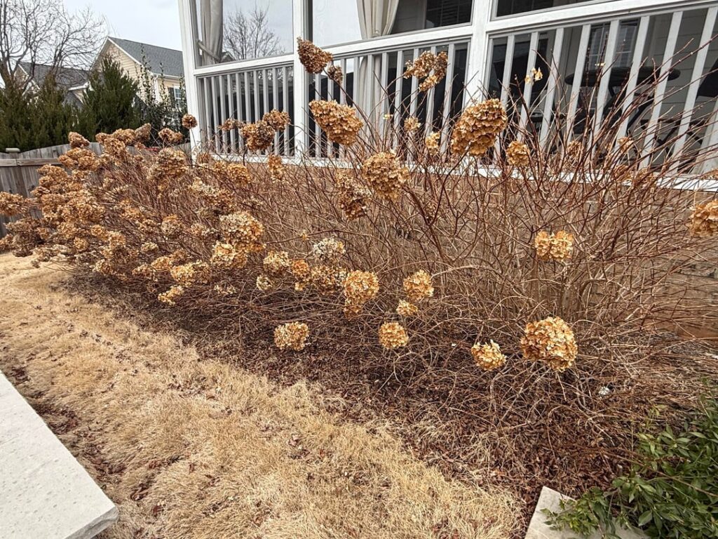 Need help with how to prune and maintain these Hydrangeas?