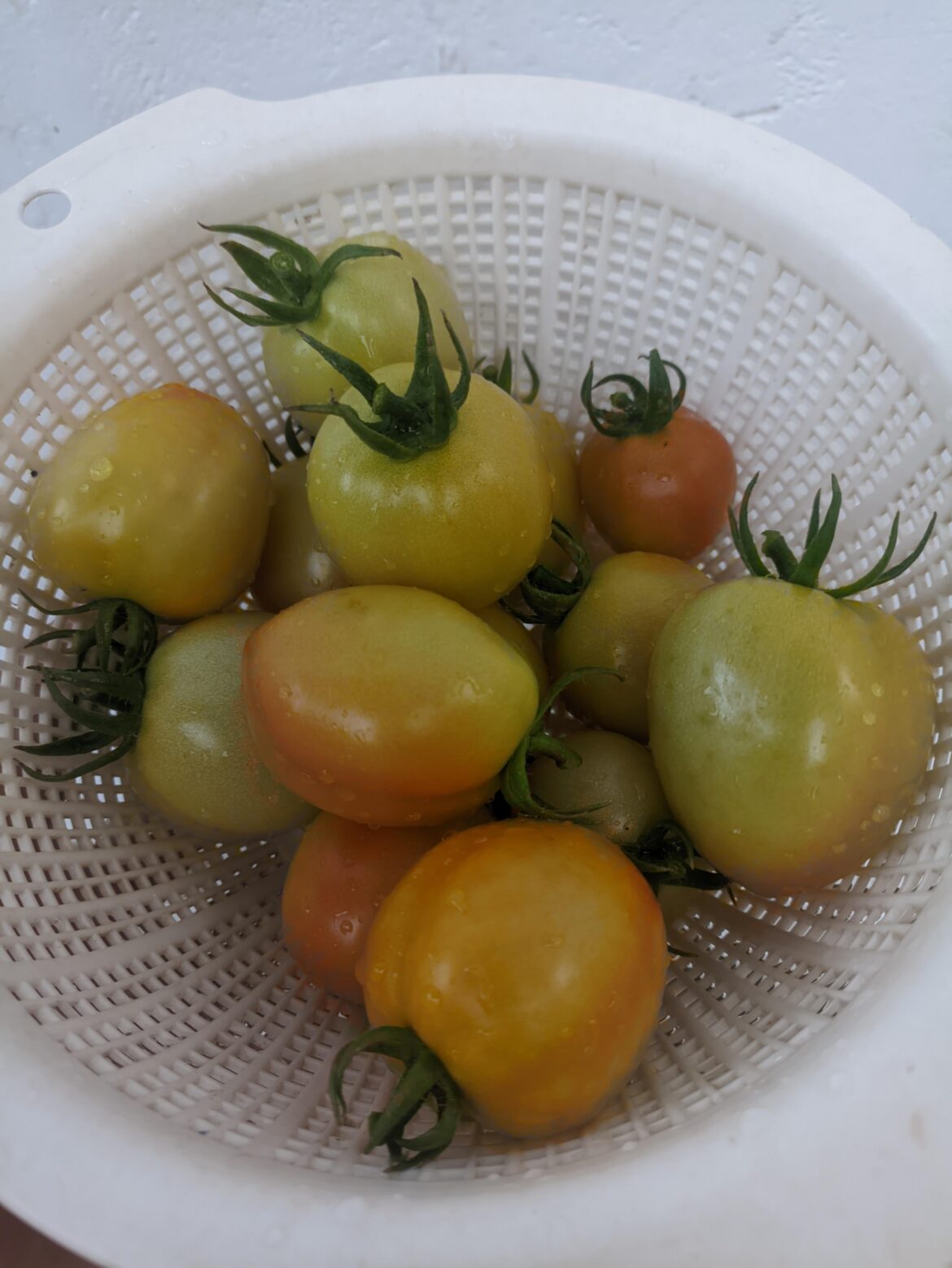 tomatoes looking good