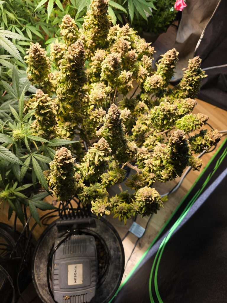 My first dwc grow, had lot's of hiccups, 29 weeks 5 days from seed, Purple Kush.