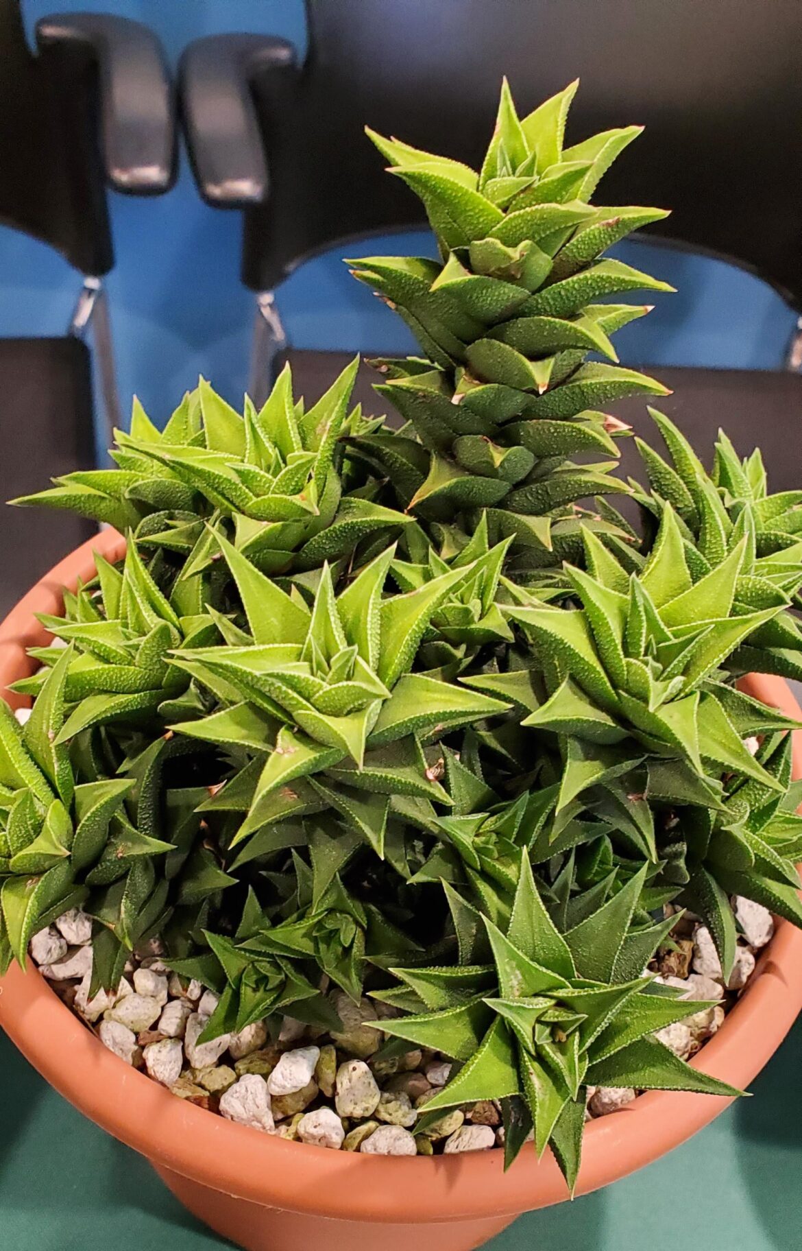 Haworthia cassytha show entry