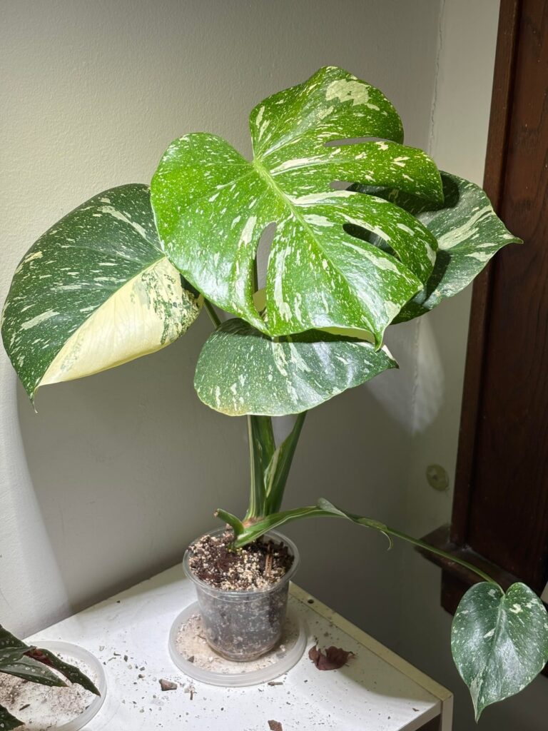 Can I Repot? Can I Repot?