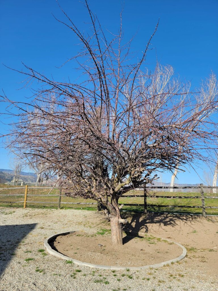 Fuji Apple tree left for at least a decade Fuji Apple tree left for at least a decade