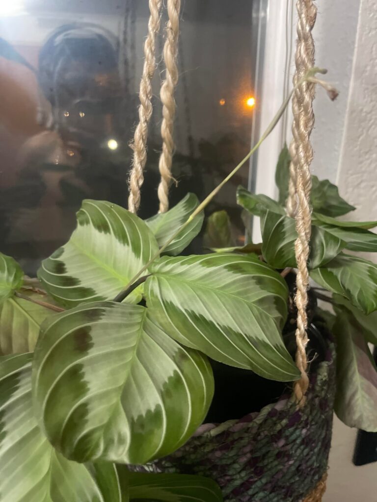 Predatory bugs are awesome