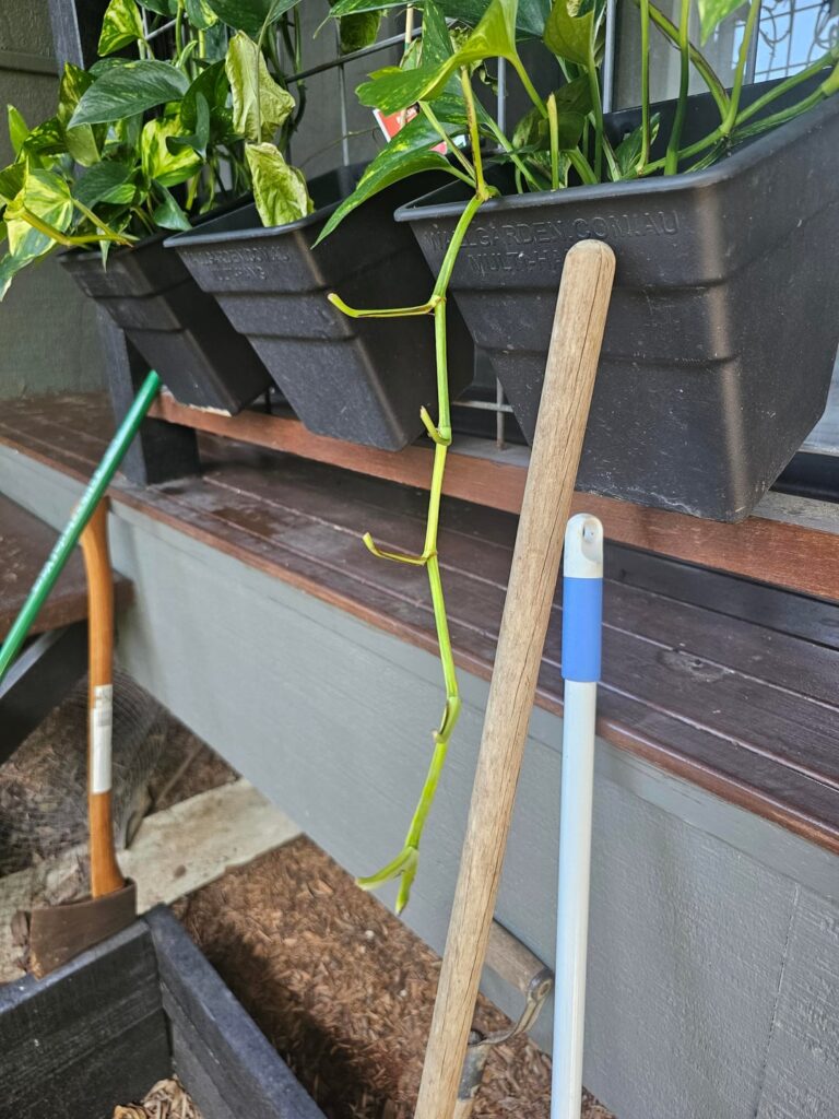 Pothos leaves just … gone? Pothos leaves just ... gone?